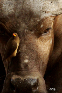 Copie de la photographie "Le pique bœuf à bec jaune sur le museau d'un buffle" réalisée par Eljo, artiste peintre photographe.