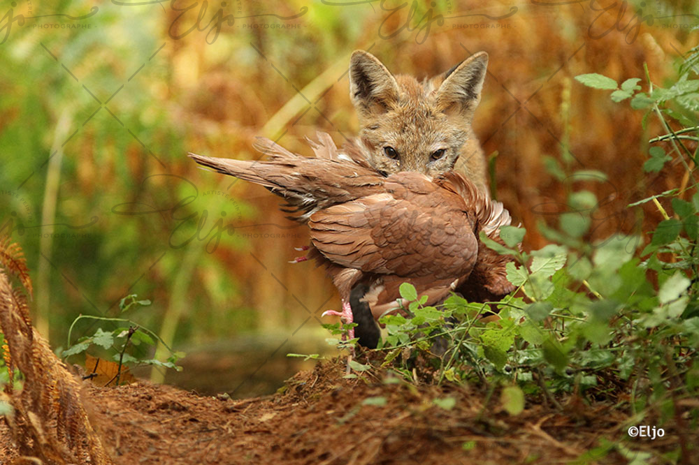 Copie de la photographie "Heureuse capture" réalisée par Eljo, artiste peintre photographe.