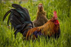 Copie de la photographie "Couple de Pictaves" réalisée par Eljo, artiste peintre photographe.