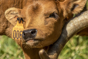 Copie de la photographie "L'affection brave" réalisée par Eljo, artiste peintre photographe.