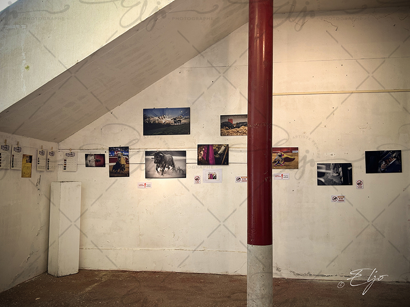 Exposition TAURINE - Photos Peintures
SCULPTURES ©béatice FERNANDO - Photos © ELJO - Tous droits réservés