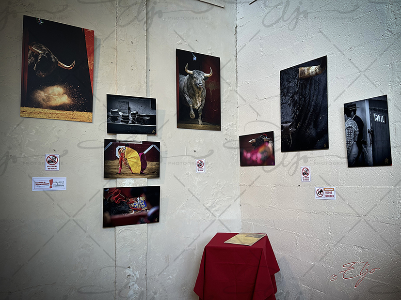 Exposition TAURINE - Photos Peintures
SCULPTURES ©béatice FERNANDO - Photos © ELJO - Tous droits réservés