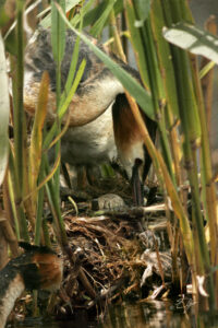 Copie de la photographie "Grèbes Huppé au nid" réalisée par Eljo, artiste peintre photographe.