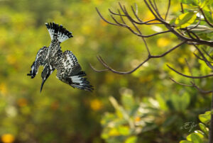 Copie de la photographie "Le Martin Pêcheur Pie en Chasse" réalisée par Eljo, artiste peintre photographe.