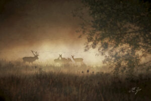 Copie de la photographie "Scène d'automne" réalisée par Eljo, artiste peintre photographe.