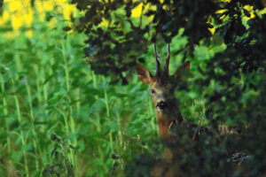 Copie de la photographie "Brocard" réalisée par Eljo, artiste peintre photographe.