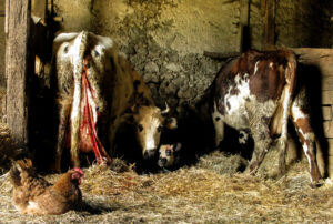 Copie de la photographie "Tableau d'un Vêlage Naturel d'antan" réalisée par Eljo, artiste peintre photographe.