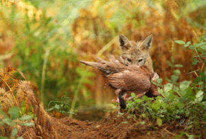 Copie de la photographie "Heureuse capture" réalisée par Eljo, artiste peintre photographe.