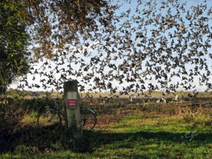 Copie de la photographie "Campagne du canton du Bas Armagnac" réalisée par Eljo, artiste peintre photographe.