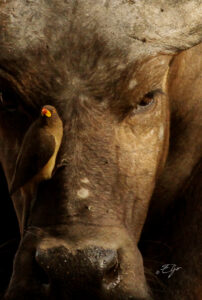 Copie de la photographie "Le pique bœuf à bec jaune sur le museau d'un buffle" réalisée par Eljo, artiste peintre photographe.