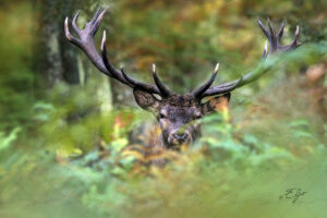 Copie de la photographie "L'empereur des forêts" réalisée par Eljo, artiste peintre photographe.