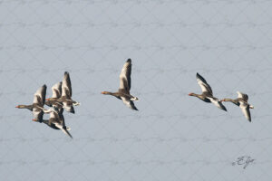 Copie de la photographie "Colonie d'oies sauvage en vol" réalisée par Eljo, artiste peintre photographe.