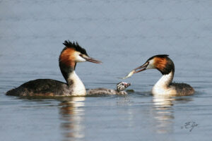 Nourrissage de la famille de Grèbes Huppé - DE_NP.AS.201105-11