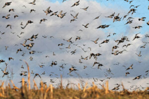 Copie de la photographie "Envol de palombes" réalisée par Eljo, artiste peintre photographe.