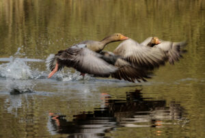 Copie de la photographie "Décollage synchronisé d'oies sauvages" réalisée par Eljo, artiste peintre photographe.