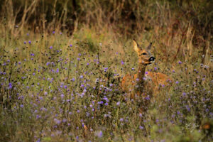 Copie de la photographie "Chevrette dans un tapis de fleurs de gardons" réalisée par Eljo, artiste peintre photographe.