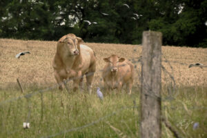 Copie de la photographie "La Blonde d'Aquitaine dans son environnement" réalisée par Eljo, artiste peintre photographe.