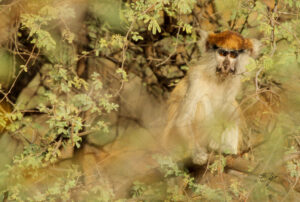 Copie de la photographie "Le Patas de la savane africaine" réalisée par Eljo, artiste peintre photographe.