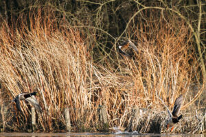 Copie de la photographie "Envol de canards Col-Vert Sauvages" réalisée par Eljo, artiste peintre photographe.