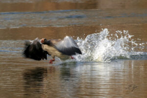 Copie de la photographie "Décollage d'oie sauvage" réalisée par Eljo, artiste peintre photographe.