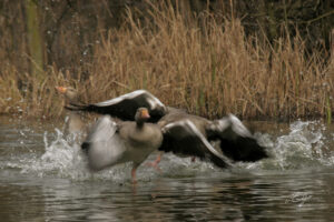 Copie de la photographie "Nidification, territoire d'oies sauvages" réalisée par Eljo, artiste peintre photographe.