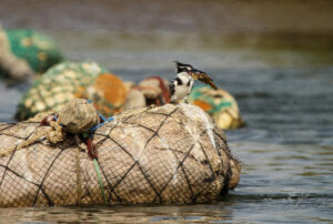 Copie de la photographie "KingFisher" réalisée par Eljo, artiste peintre photographe.