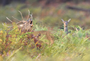 Copie de la photographie "Brame du Cerf" réalisée par Eljo, artiste peintre photographe.