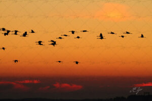 Copie de la photographie "Ombres orangées" réalisée par Eljo, artiste peintre photographe.