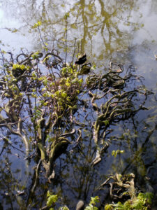 Copie de la photographie "Nidification humide" réalisée par Eljo, artiste peintre photographe.