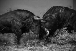 Copie de la photographie "Combat" réalisée par Eljo, artiste peintre photographe.