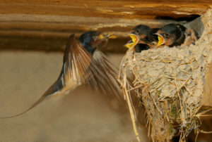 Copie de la photographie "Becquée d' Hirondelles" réalisée par Eljo, artiste peintre photographe.