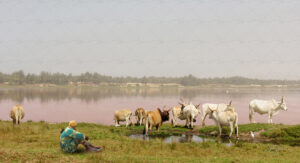 Copie de la photographie "Le lac rose" réalisée par Eljo, artiste peintre photographe.
