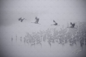 Copie de la photographie "Aube cendrée..." réalisée par Eljo, artiste peintre photographe.