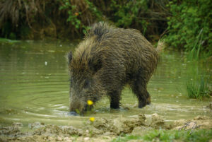 Copie de la photographie "Sanglier" réalisée par Eljo, artiste peintre photographe.