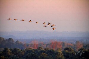 Copie de la photographie "Vol au soleil couchant" réalisée par Eljo, artiste peintre photographe.