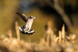 Copie de la photographie "Tout en délicatesse" réalisée par Eljo, artiste peintre photographe.