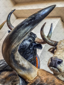 Copie de la photographie "Trophées" réalisée par Eljo, artiste peintre photographe.