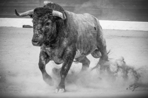 Copie de la photographie "La grâce du mouvement NB" réalisée par Eljo, artiste peintre photographe.