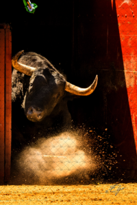 Copie de la photographie "Sortie flamboyante" réalisée par Eljo, artiste peintre photographe.