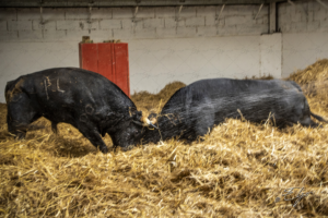 Copie de la photographie "Combativité et instinct offensif" réalisée par Eljo, artiste peintre photographe.