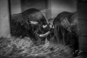 Copie de la photographie "Duel au débarquement" réalisée par Eljo, artiste peintre photographe.