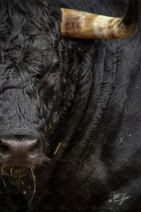 Copie de la photographie "Encastado" réalisée par Eljo, artiste peintre photographe.