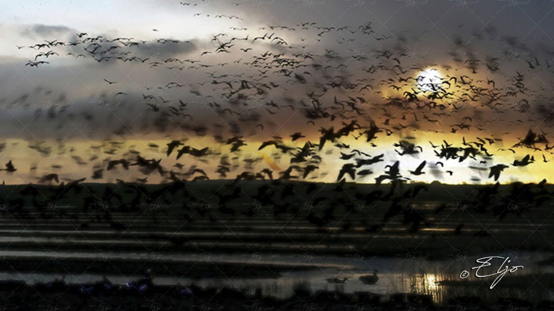 BANDO CAT © ELJO-16200801