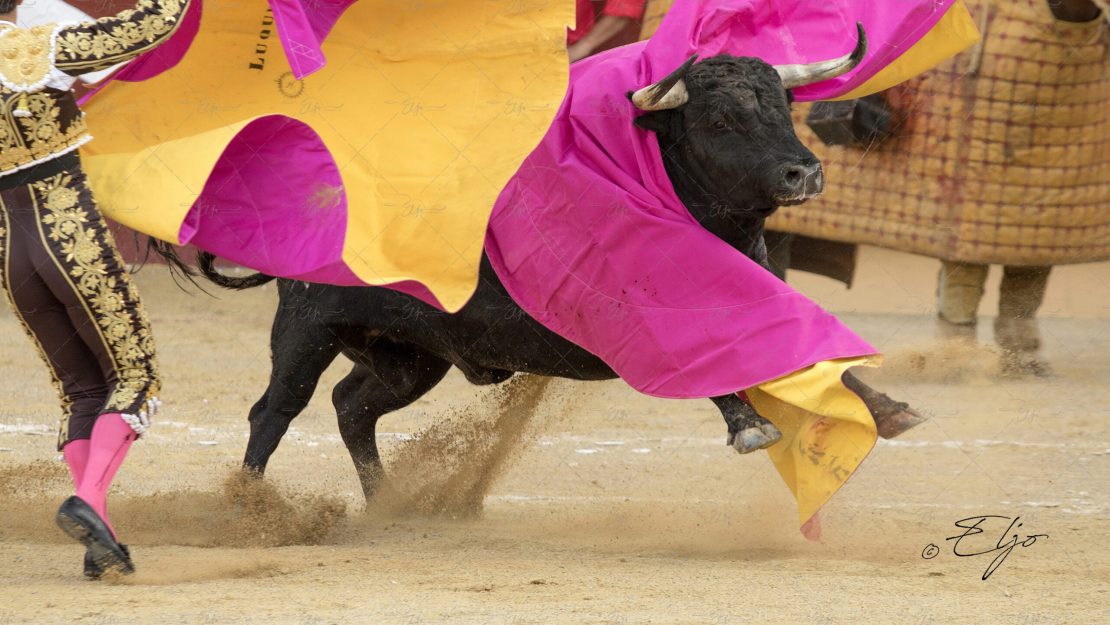 BANDO CAT© ELJO-0N9A4987