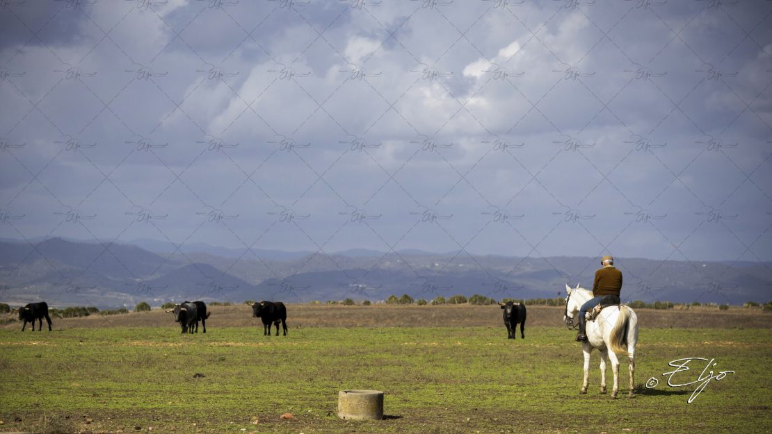 BANDO CAT© ELJO- 673A1804