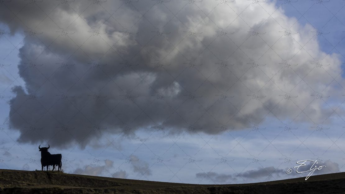 BANDO CAT© ELJO- 673A2996