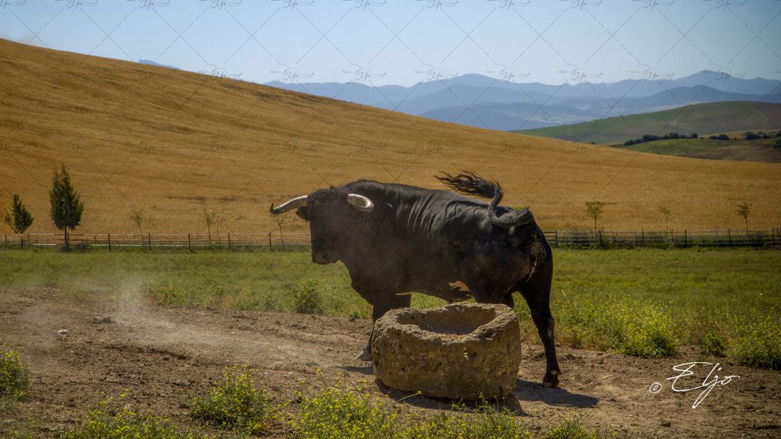 BANDO CAT© ELJO-IMG_0183