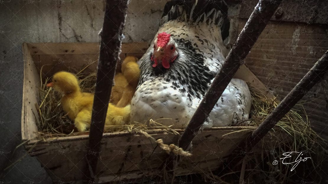 BANDO CAT© ELJO-IMG_9162