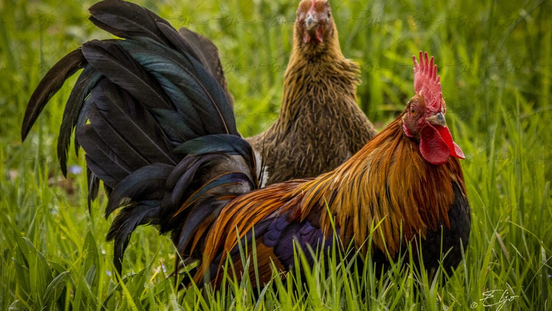 Copie de la photographie "Couple de Pictaves" réalisée par Eljo, artiste peintre photographe.