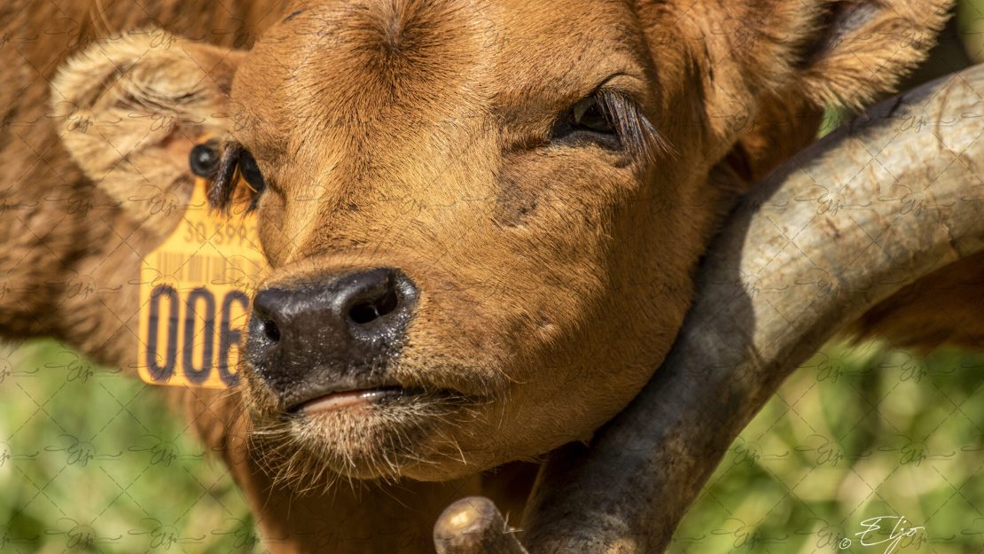 Copie de la photographie "L'affection brave" réalisée par Eljo, artiste peintre photographe.